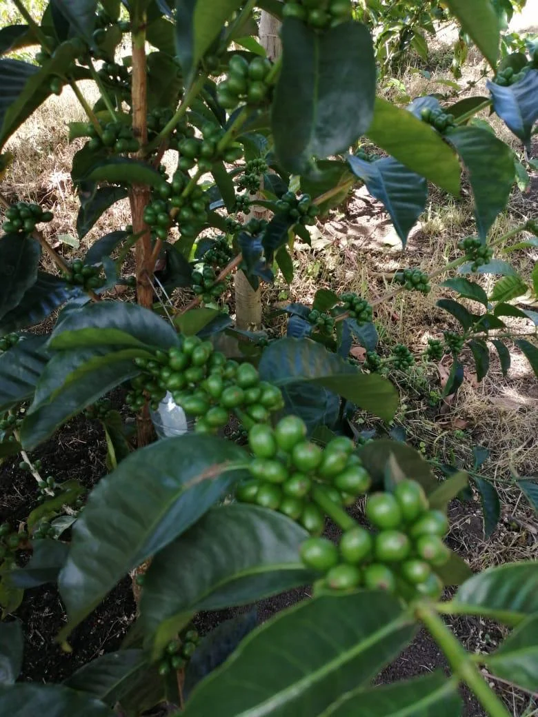 VENTA DE FINCA CAFETERA EN TOTAL PRODUCCIÓN EN CHIRIQUÍ