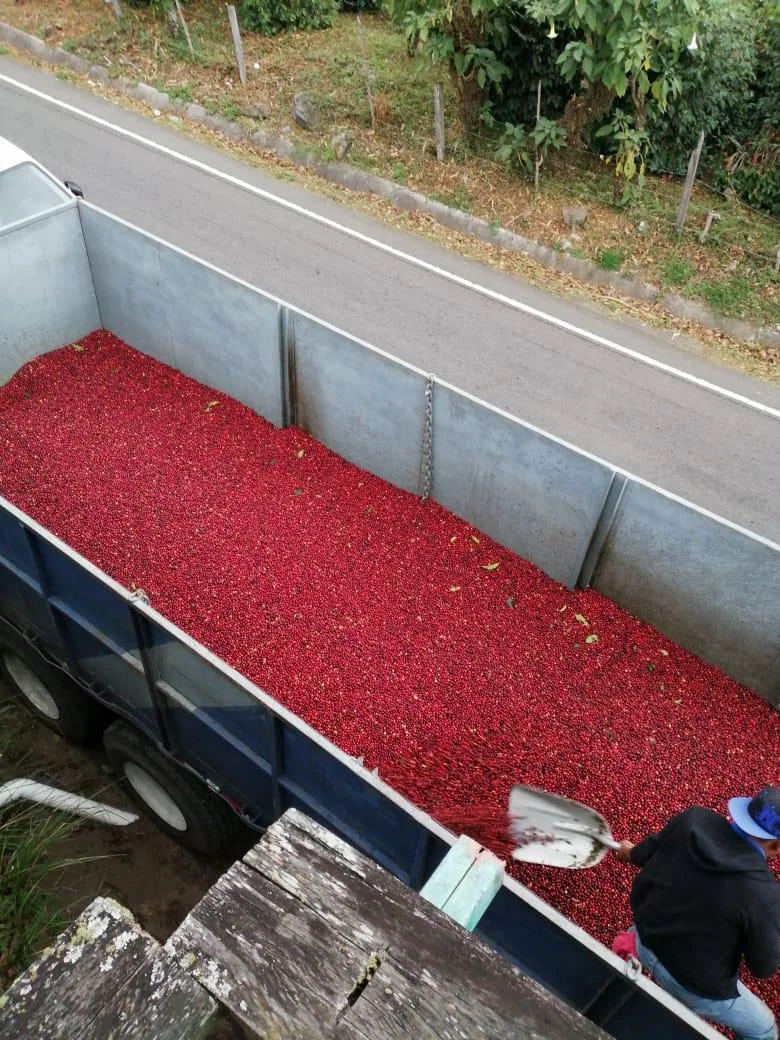 VENTA DE FINCA CAFETERA EN TOTAL PRODUCCIÓN EN CHIRIQUÍ