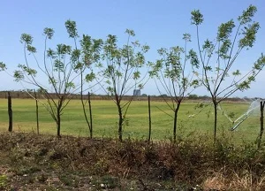 VENTA O ALQUILER DE TERRENO EN RÍO HATO