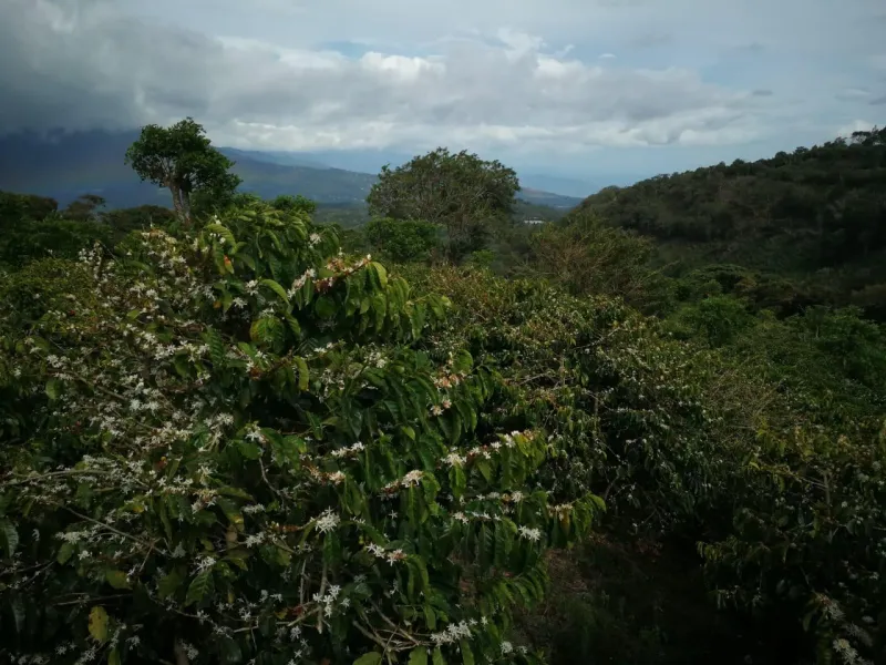 VENTA DE FINCA CAFETERA EN TOTAL PRODUCCIÓN EN CHIRIQUÍ